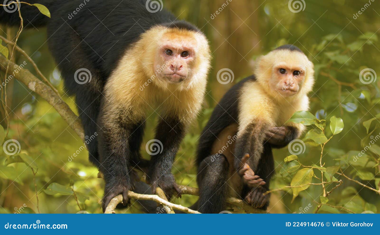 Macaco Chimpanzé Engraçado Cara Animal Isolado Cabeça Desenho Plano Vetor  imagem vetorial de buchan© 549045980