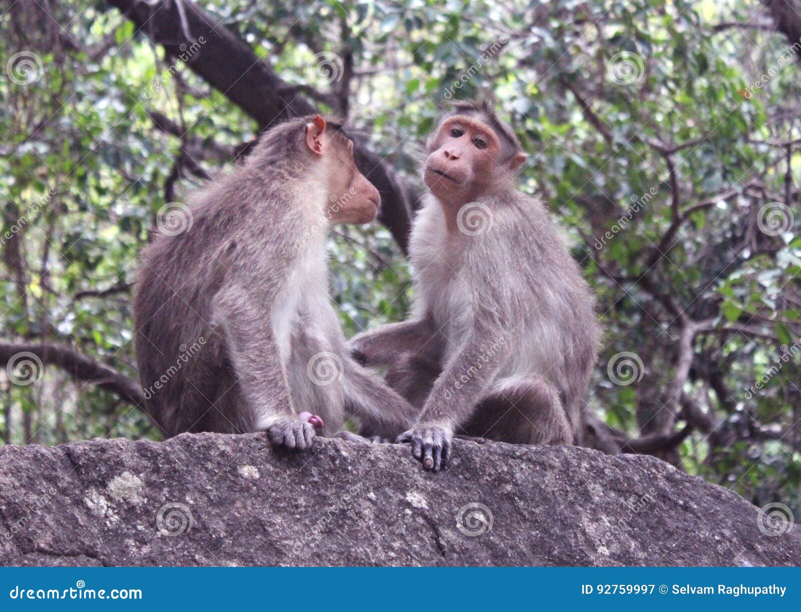 Foto De Stock Macacos Engraçados, Royalty-Free