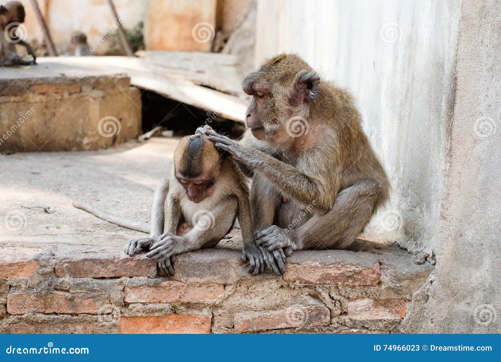 Macacos que comem, templo em tailândia.