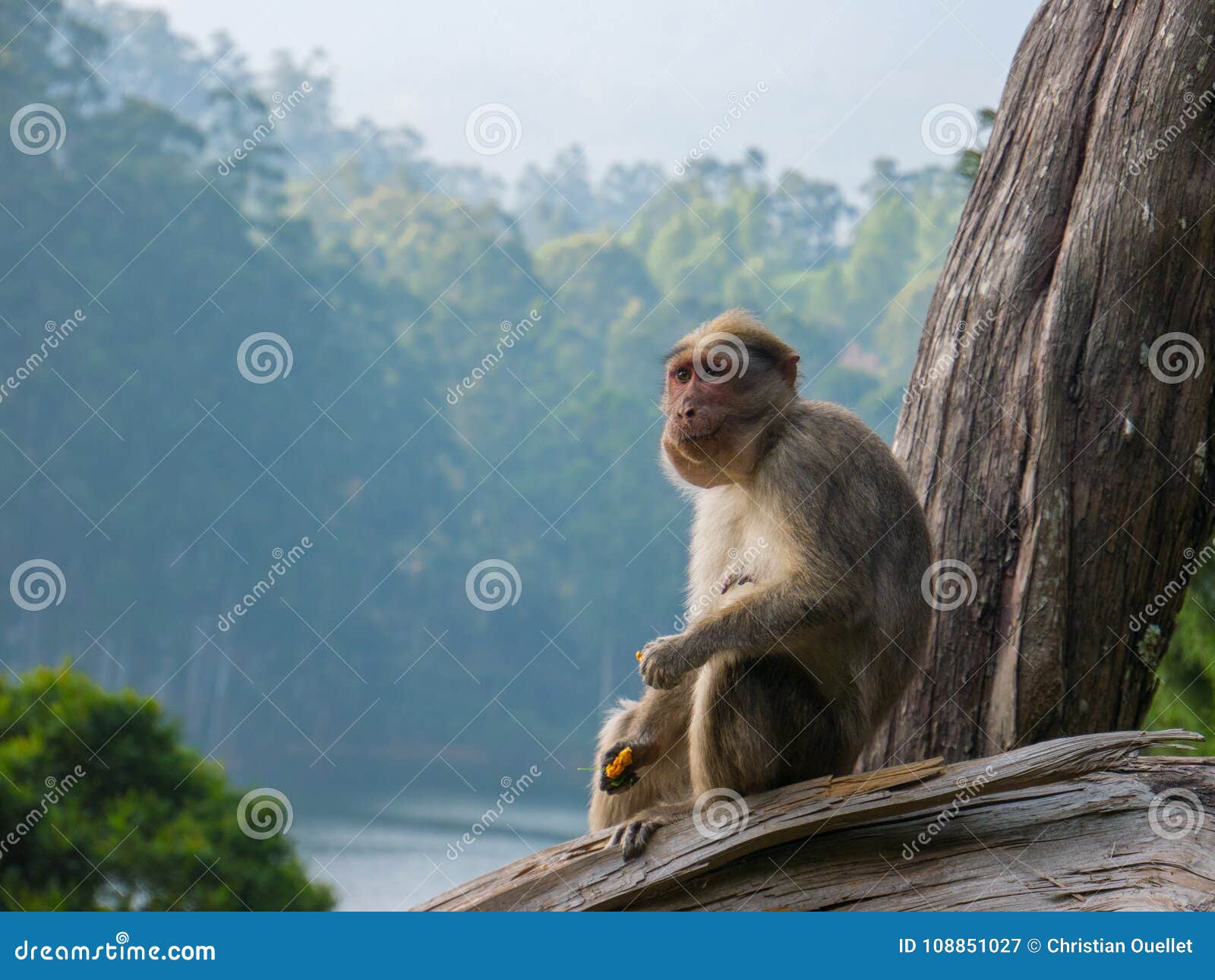 330 melhor ideia de Fotos engraçadas de macacos  fotos engraçadas de  macacos, macacos, fotos engraçadas