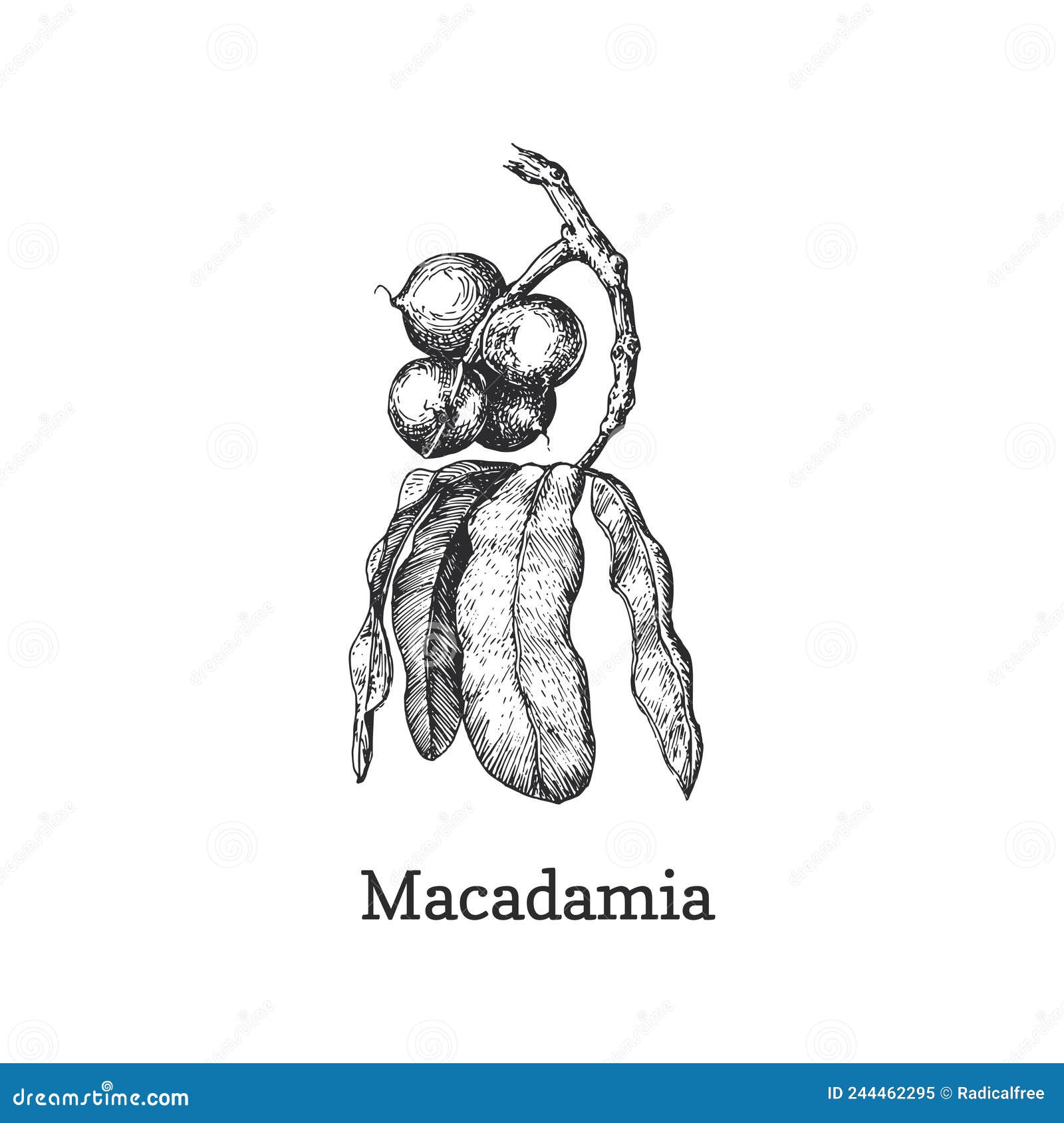 Macadamia Branch with Nuts, Sketch in Vector. Stock Vector