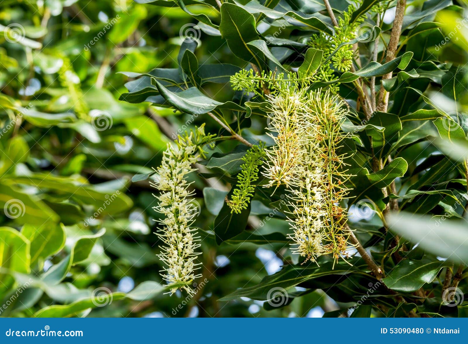 Macadamia flowers stock photo. Image of botanical, tree 53090480