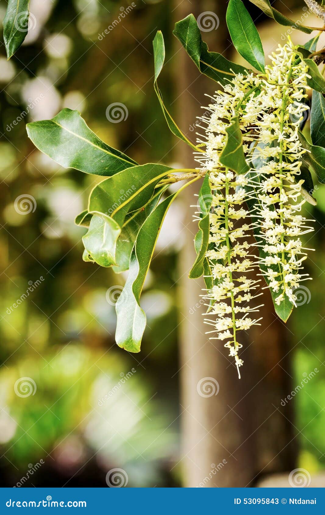 Macadamia flowers stock image. Image of food, flora, botanical 53095843
