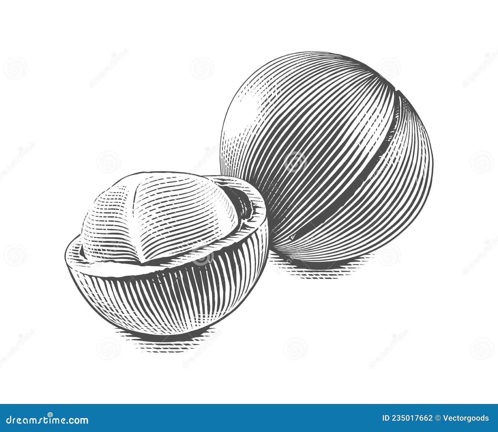 Macadamia Hand Drawing Sketch Engraving Illustration Style Stock Vector