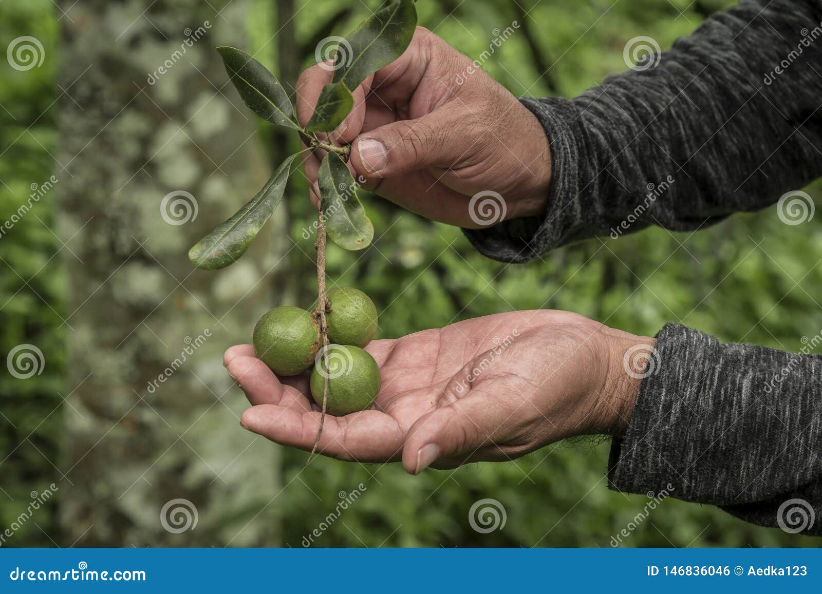 Macadamia in the Hands of Farmers Stock Photo Image of fruit, garden