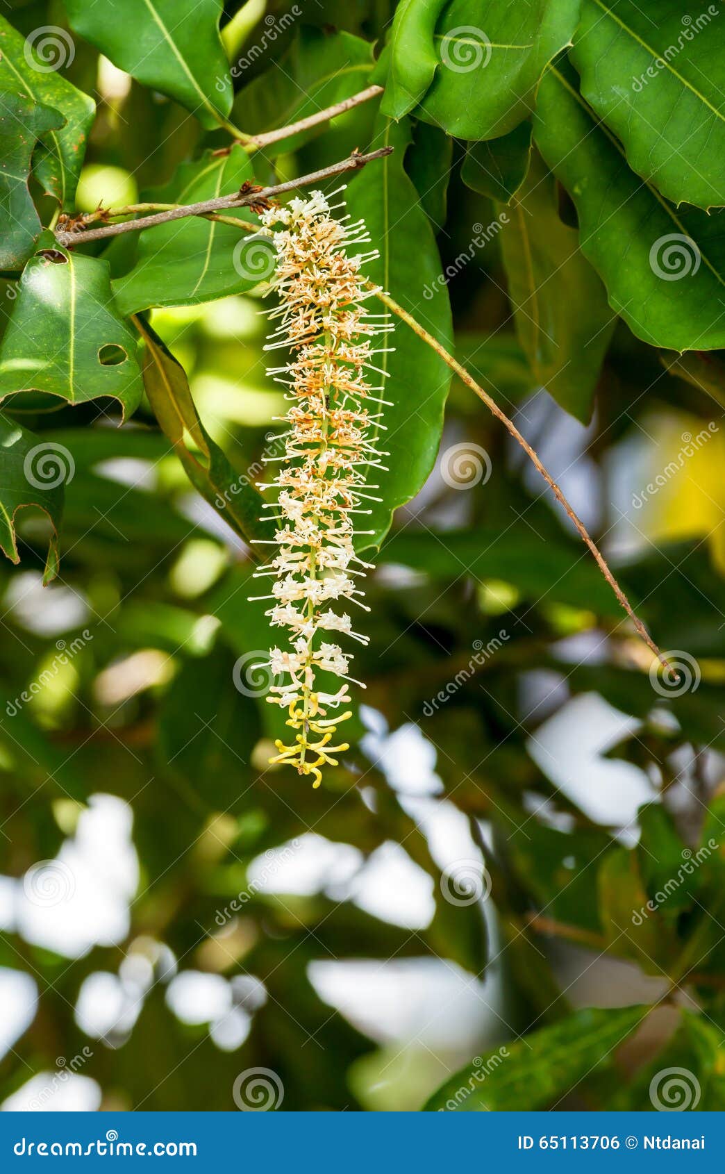 Macadamia nut flowers stock photo. Image of season, plant 65113706