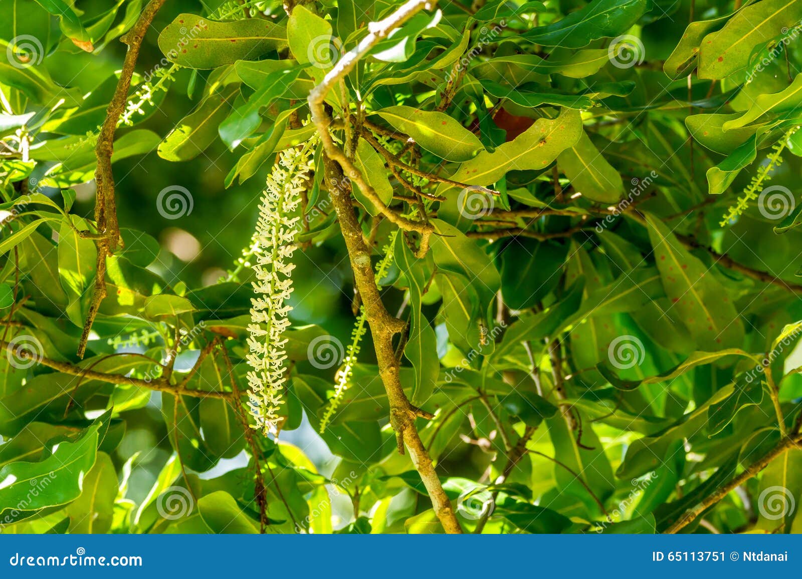 Macadamia nut flowers stock image. Image of fresh, leaf 65113751