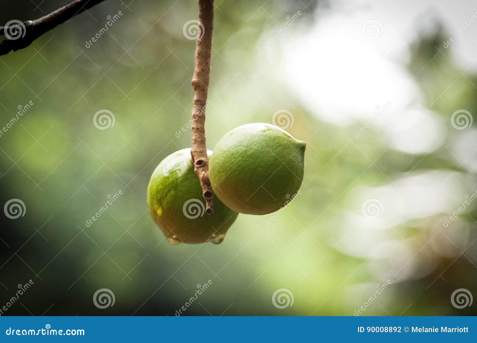 Macadamia stock photo. Image of macadamia, farm, farming 90008892