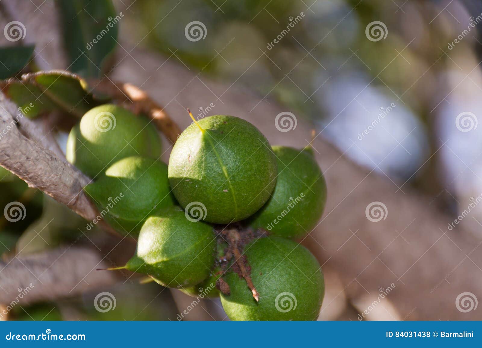 Macadamia Nuts on the Evergreen Tree Expensive Fat Nuts Stock Photo
