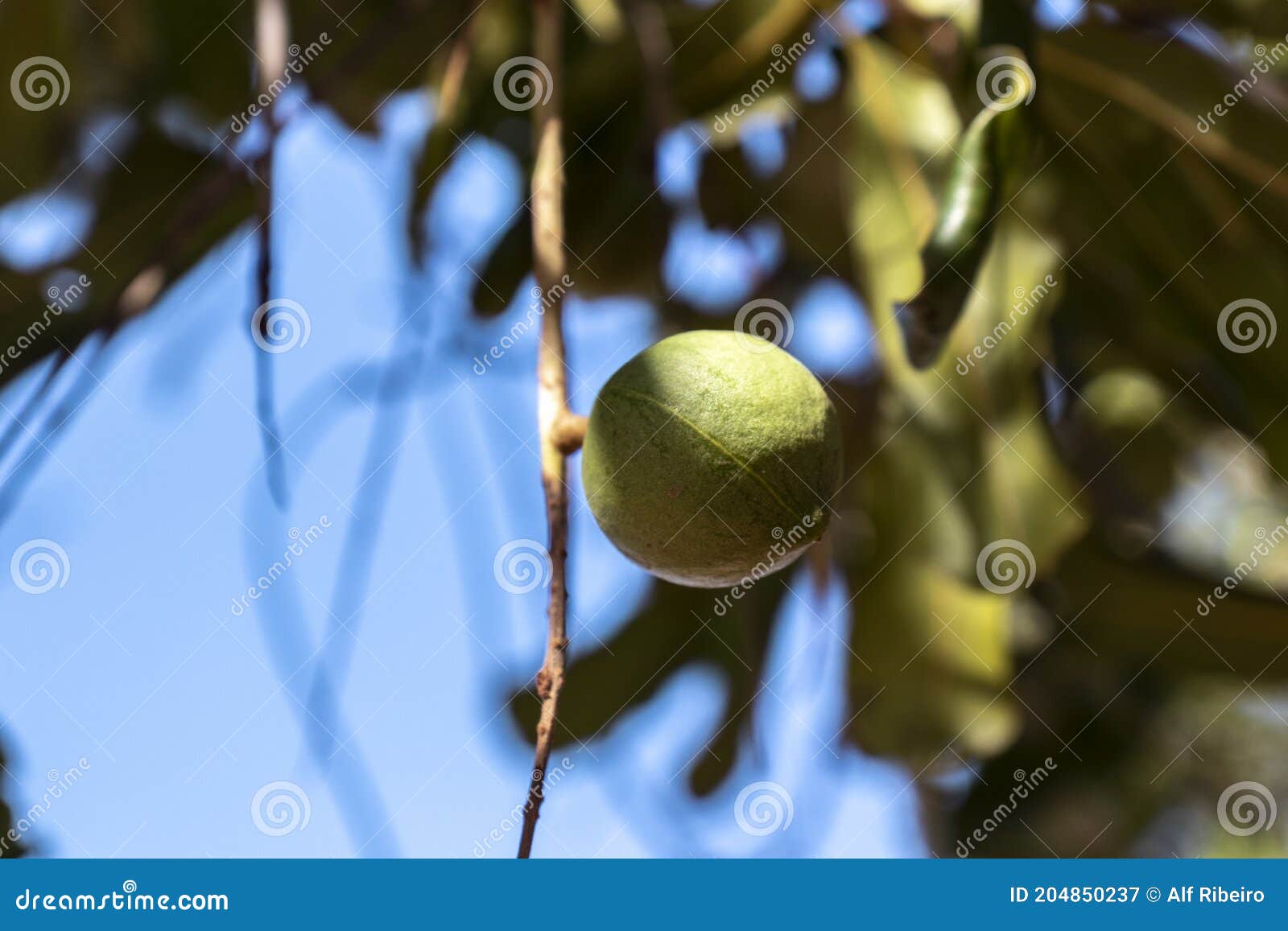 Macadamia Nuts on the Evergreen Tree, Macadamia Plantation Stock Image