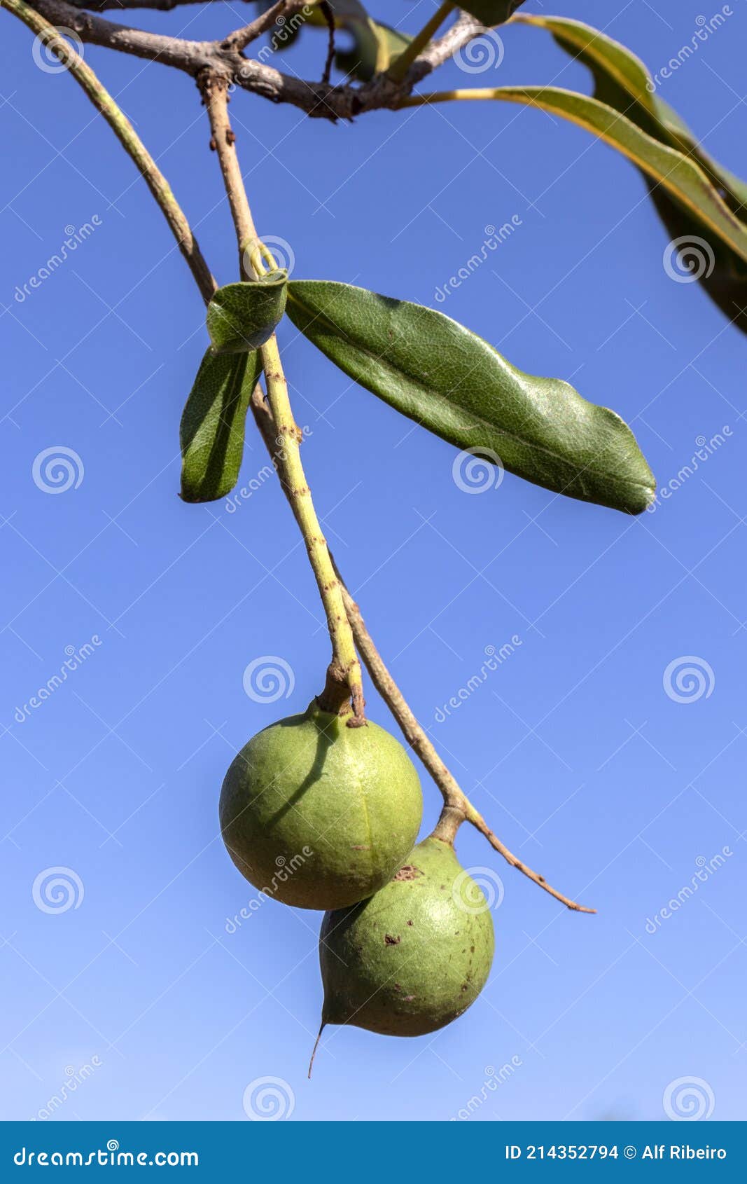 Macadamia Nuts on the Evergreen Tree, Macadamia Plantation Stock Photo