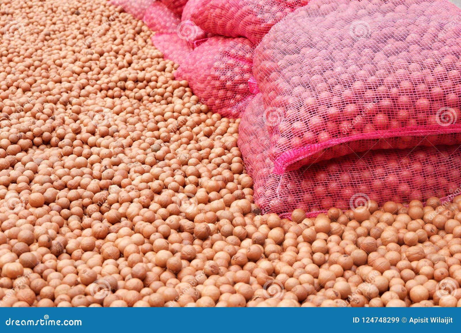 Macadamia nuts in farm. stock image. Image of farm, close 124748299