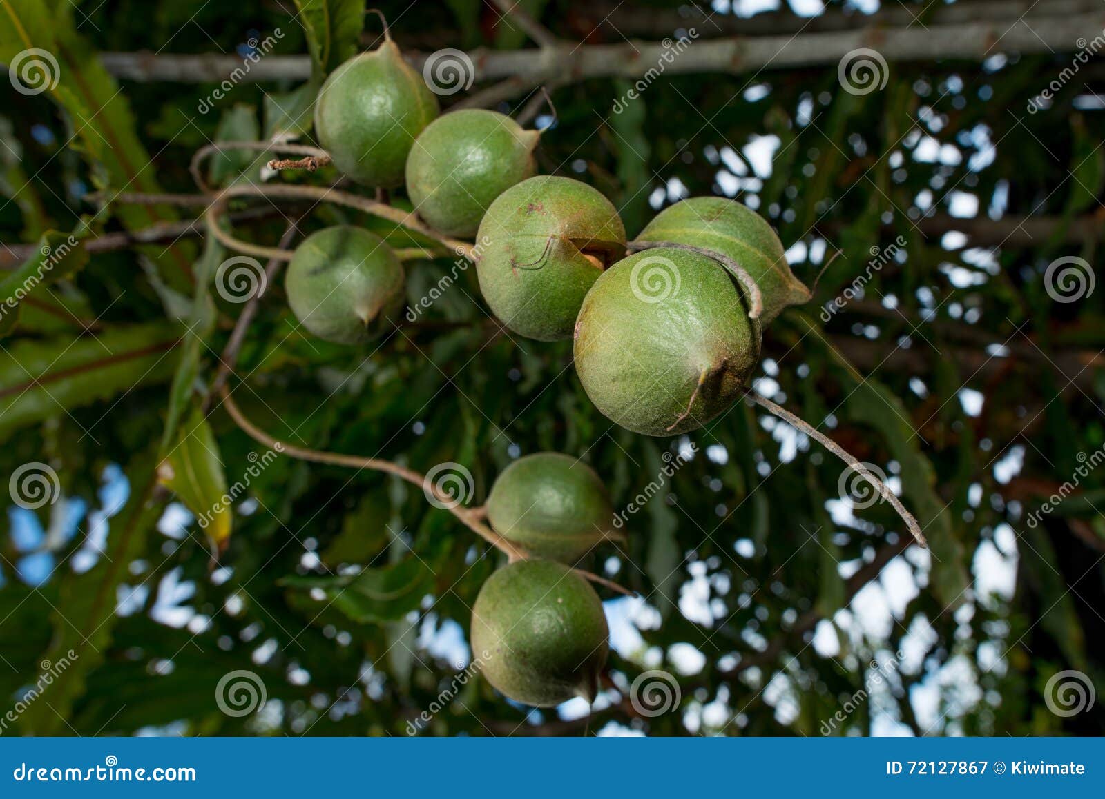 Macadamia Nuts Hanging on Its Tree Stock Image - Image of plantation