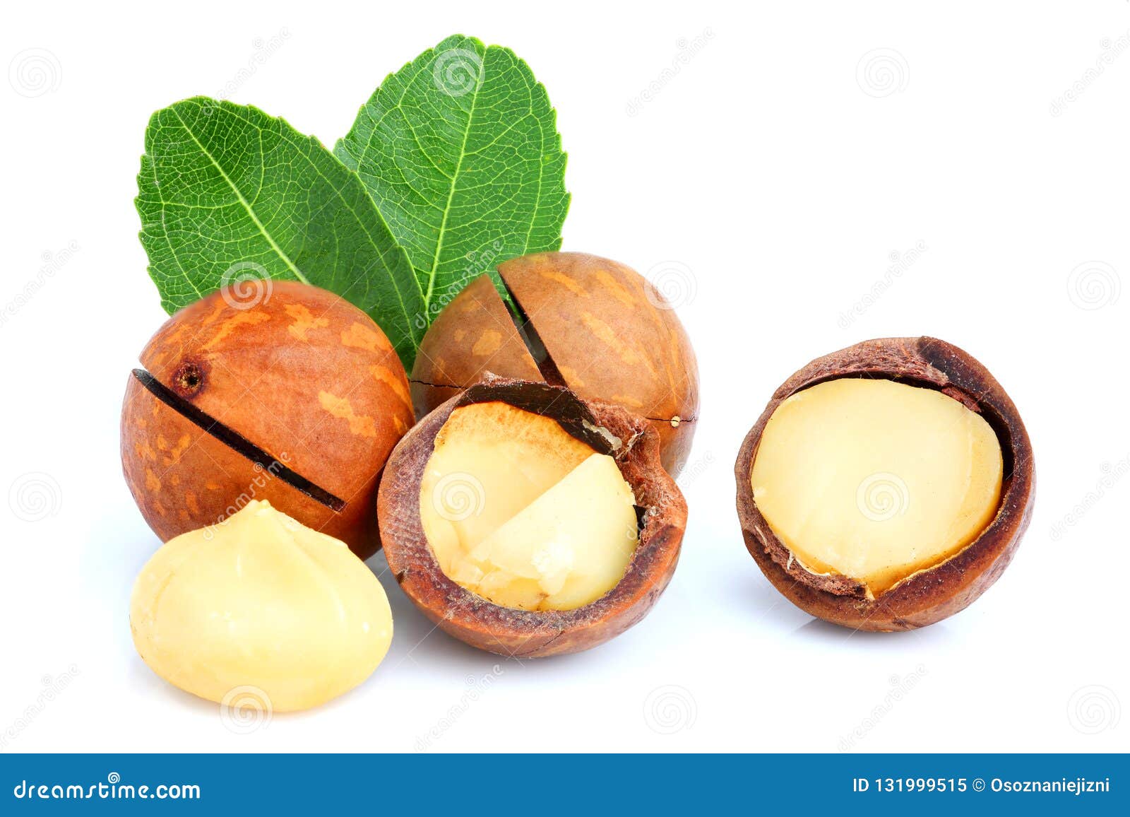 Macadamia Nuts with Leaf Isolated Stock Image Image of unshelled