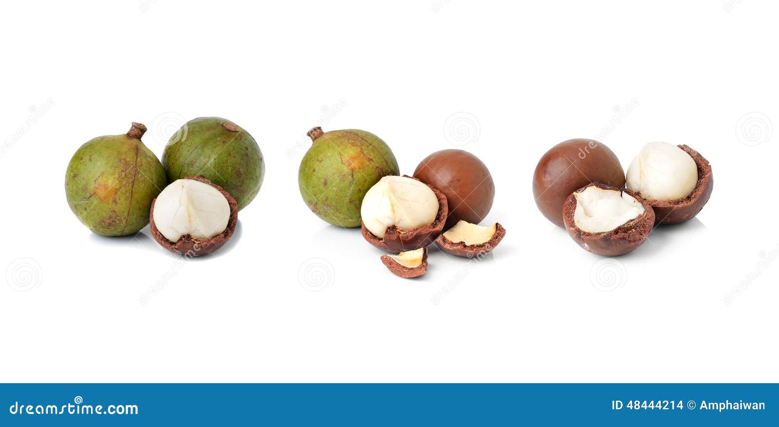 Macadamia nuts stock photo. Image of fresh, harvest, fruit 48444214