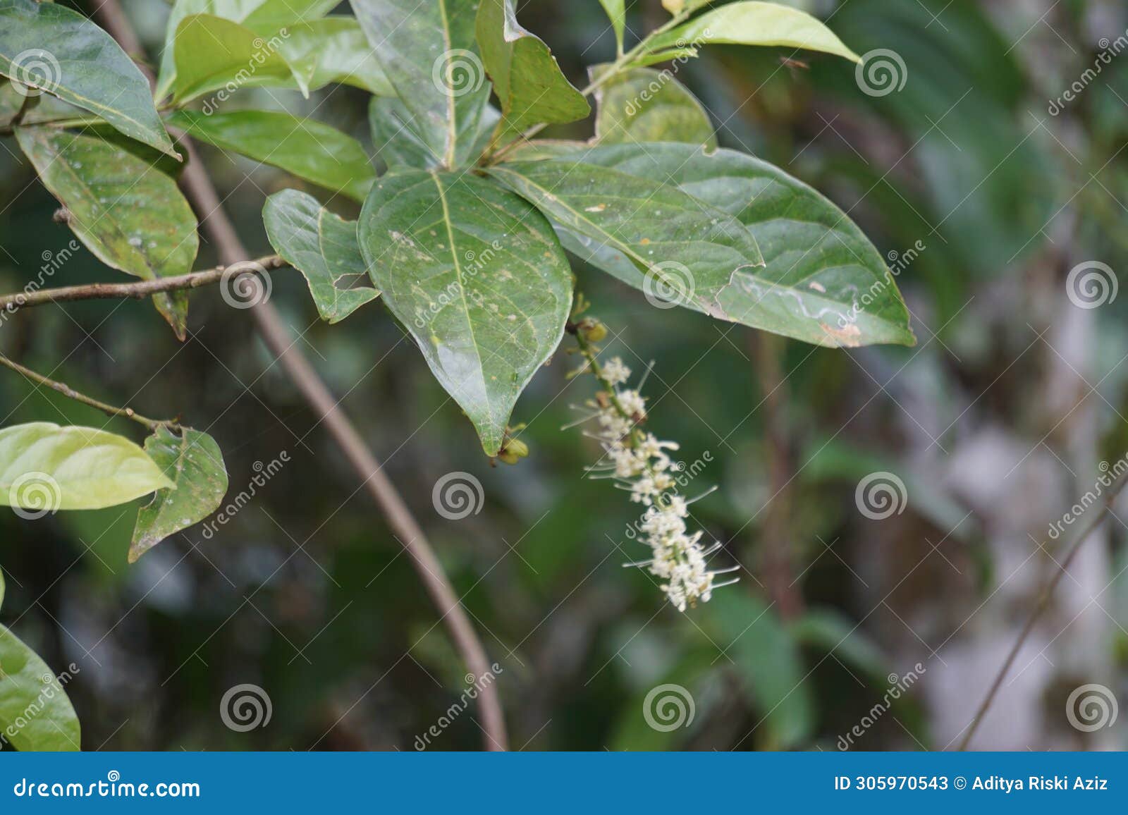 macadamia ternifolia (gympie nut) flower. skin care, anti-aging treatments, nail care, and aromatherapy.