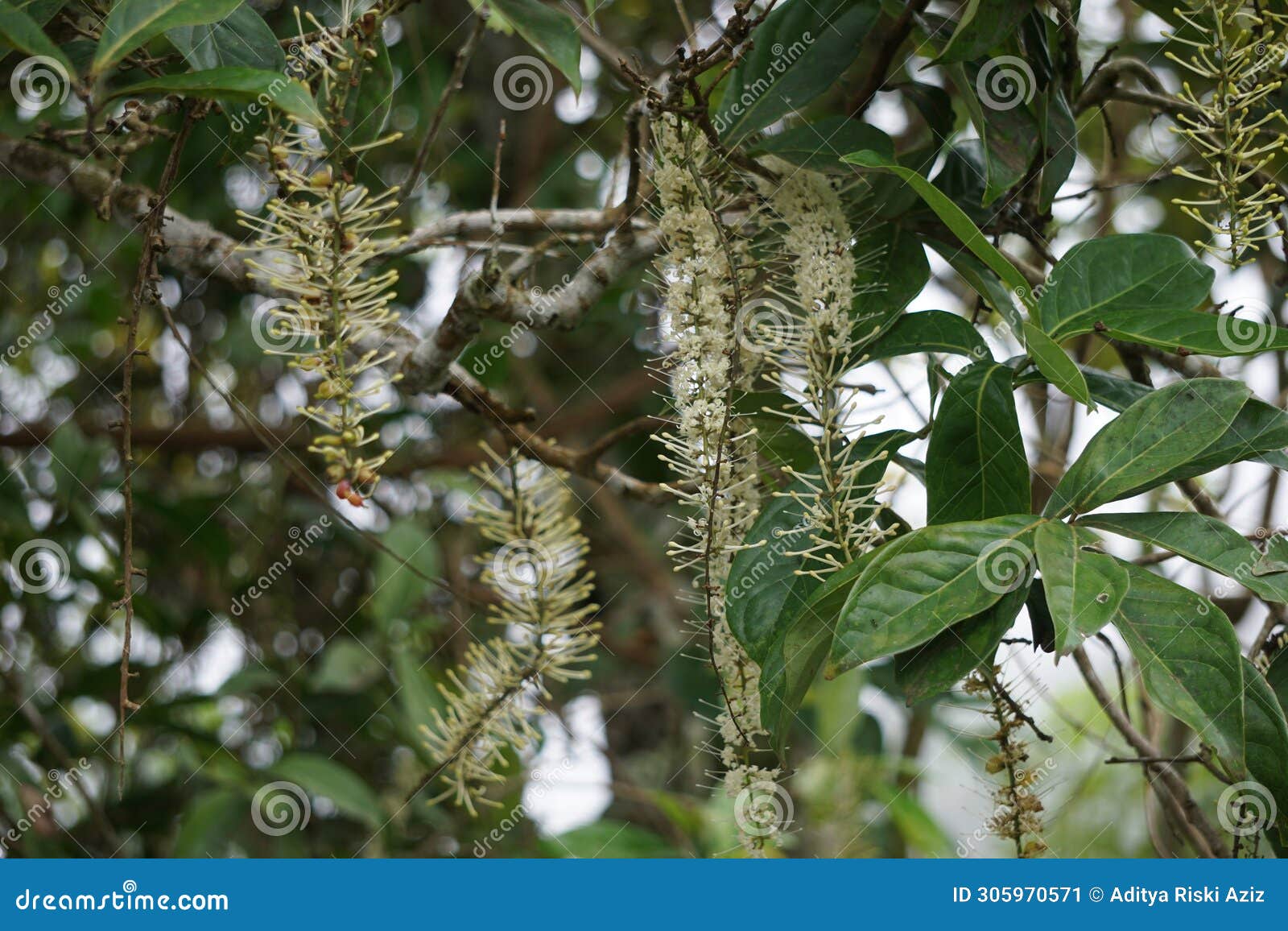 macadamia ternifolia (gympie nut) flower. skin care, anti-aging treatments, nail care, and aromatherapy.