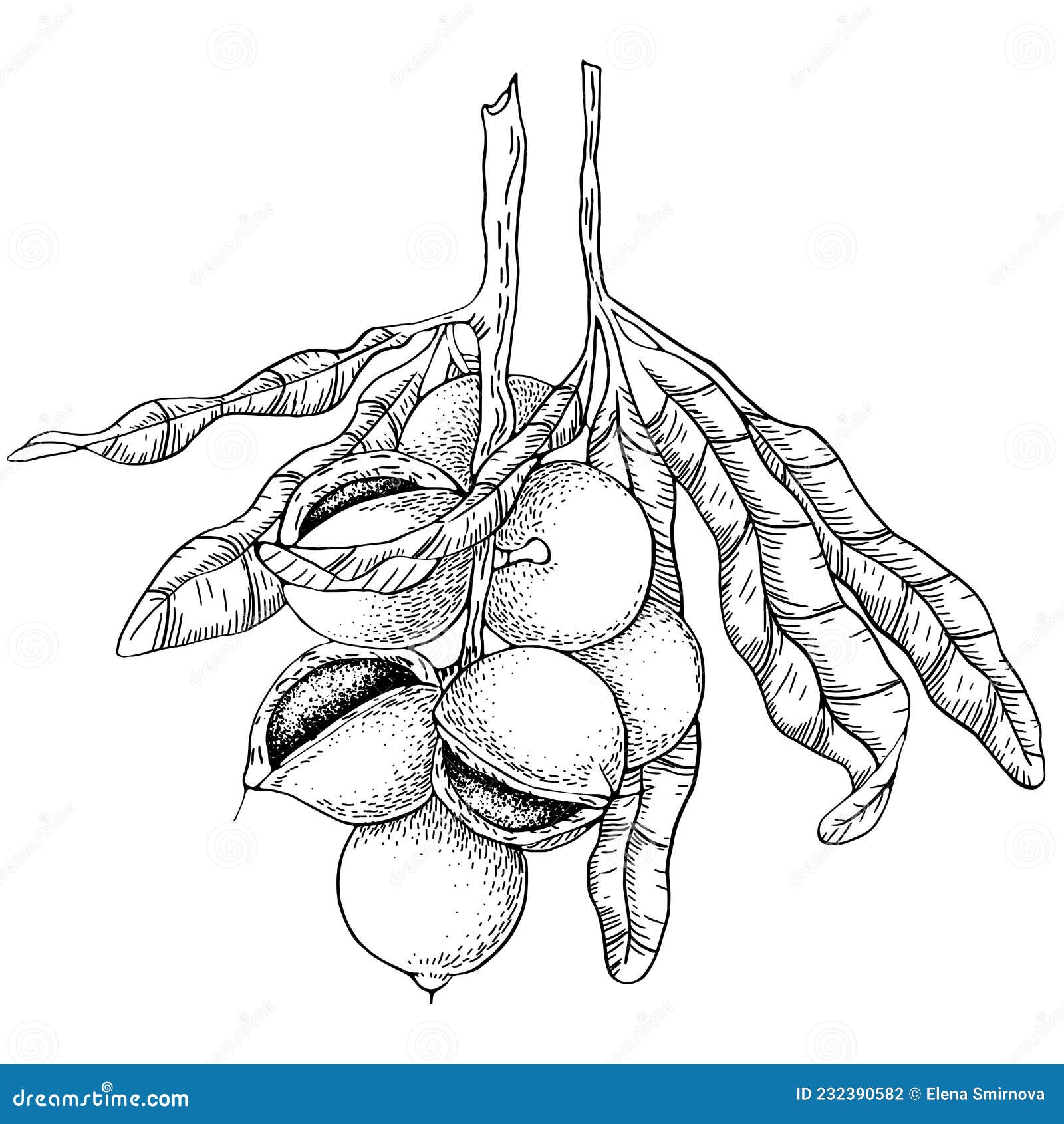 Macadamia Tree Handdrawn Ink Vector Eps10 Stock Vector Illustration