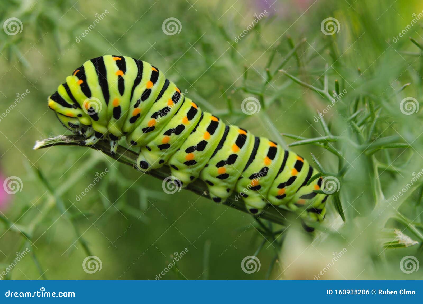 macaon butterfly caterpillar on a fennel plant
