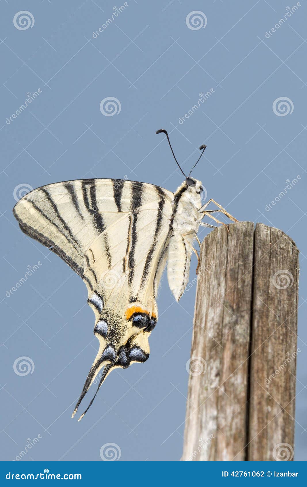 macaon butterfly