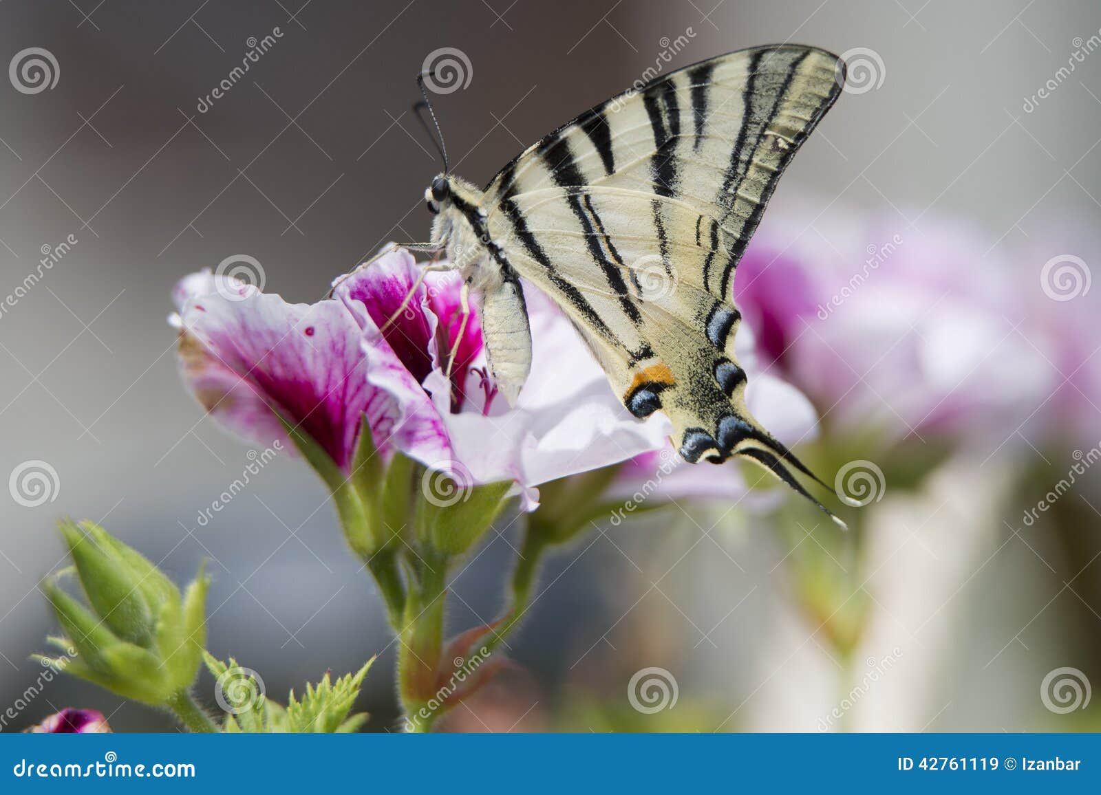 macaon butterfly