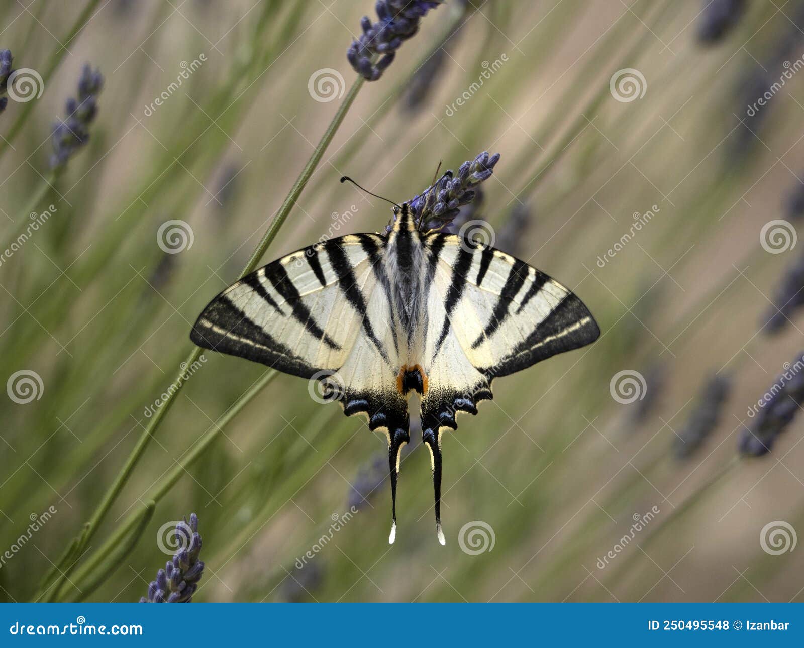 macaon colorful butterfly on lavander