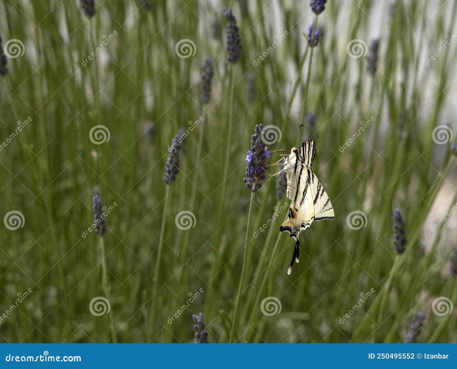 macaon colorful butterfly on lavander