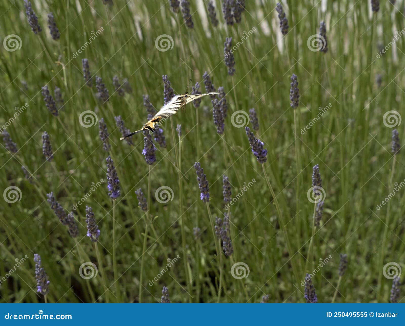 macaon colorful butterfly on lavander