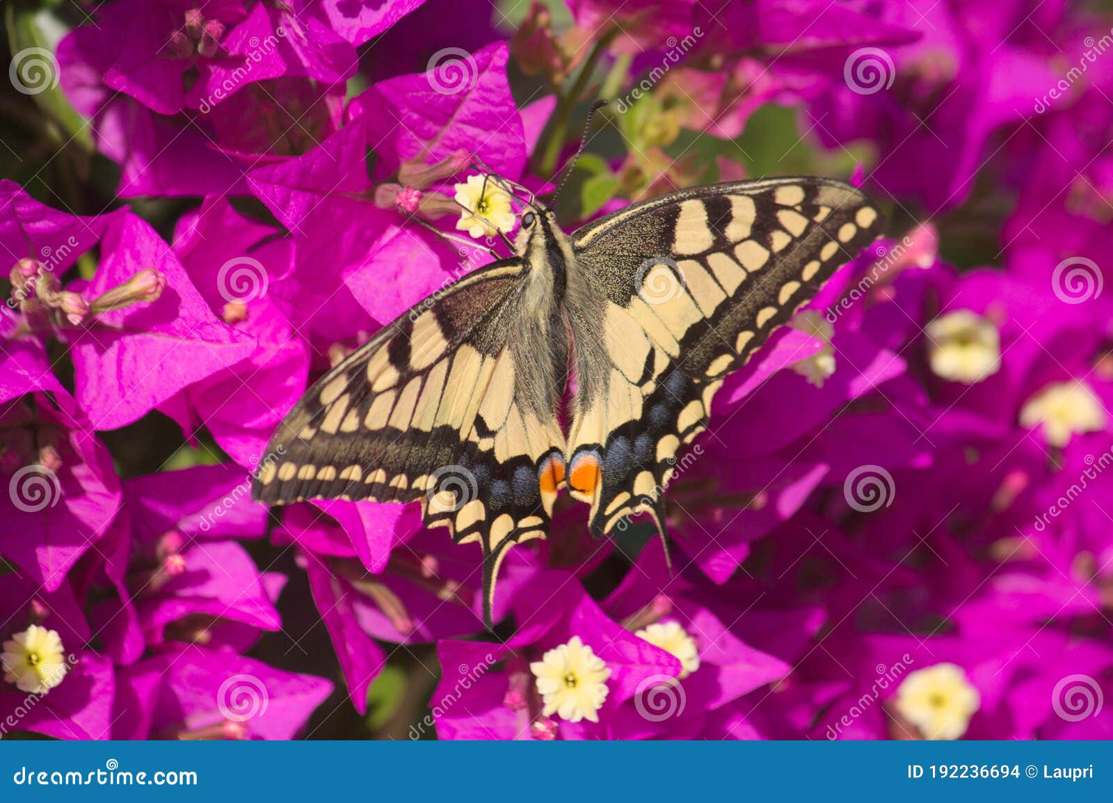 close-up of a macaon-type butterfly, papilio machaon