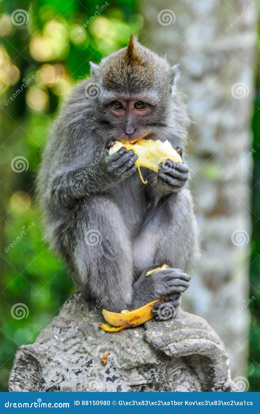 Macaque Eating Banana in Monkey Forest in Ubud, Bali Stock Photo