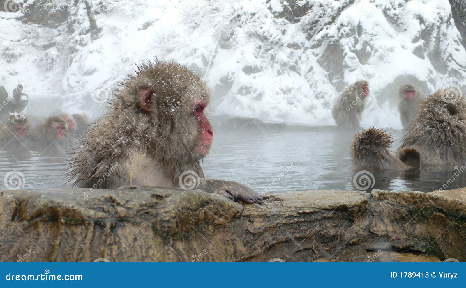 Macaque giapponese in sorgente calda. Macaque giapponese nel bagno caldo naturale in inverno, Nagano Giappone