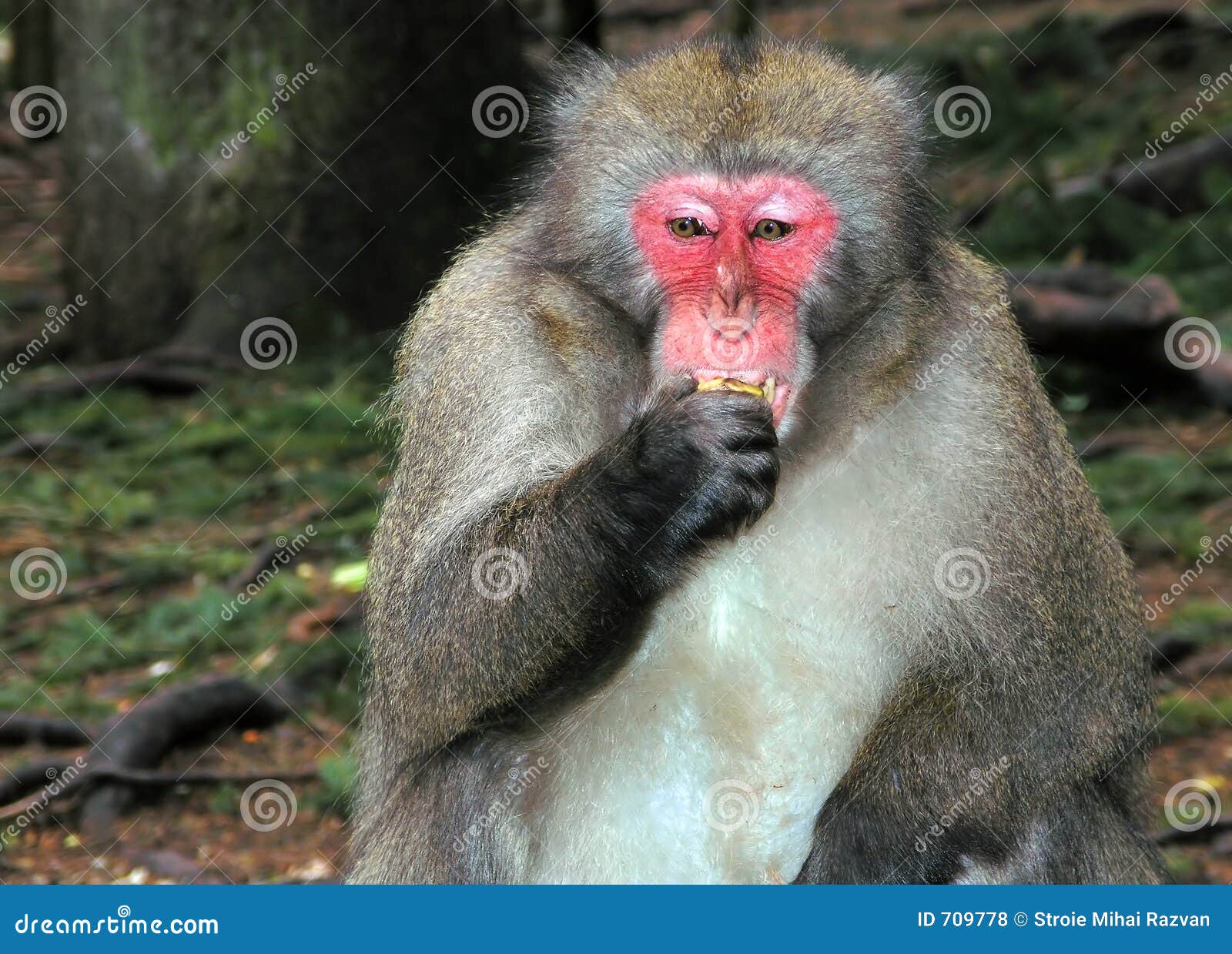Macaque Monkey Eating Banana Stock Photo Image of austria, close 709778