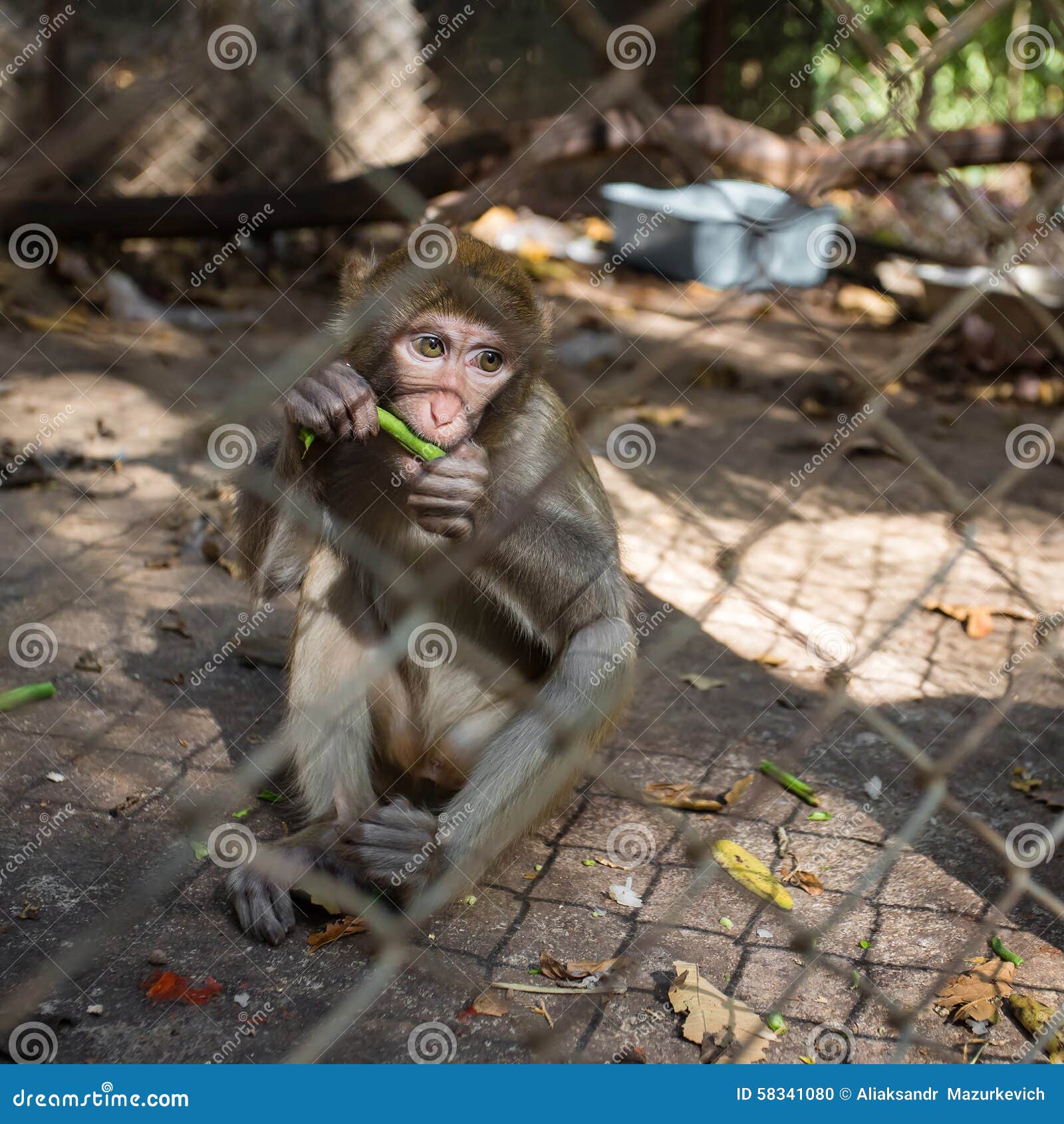 Macaque Monkey Eating Greens in the Cage Stock Photo Image of animal