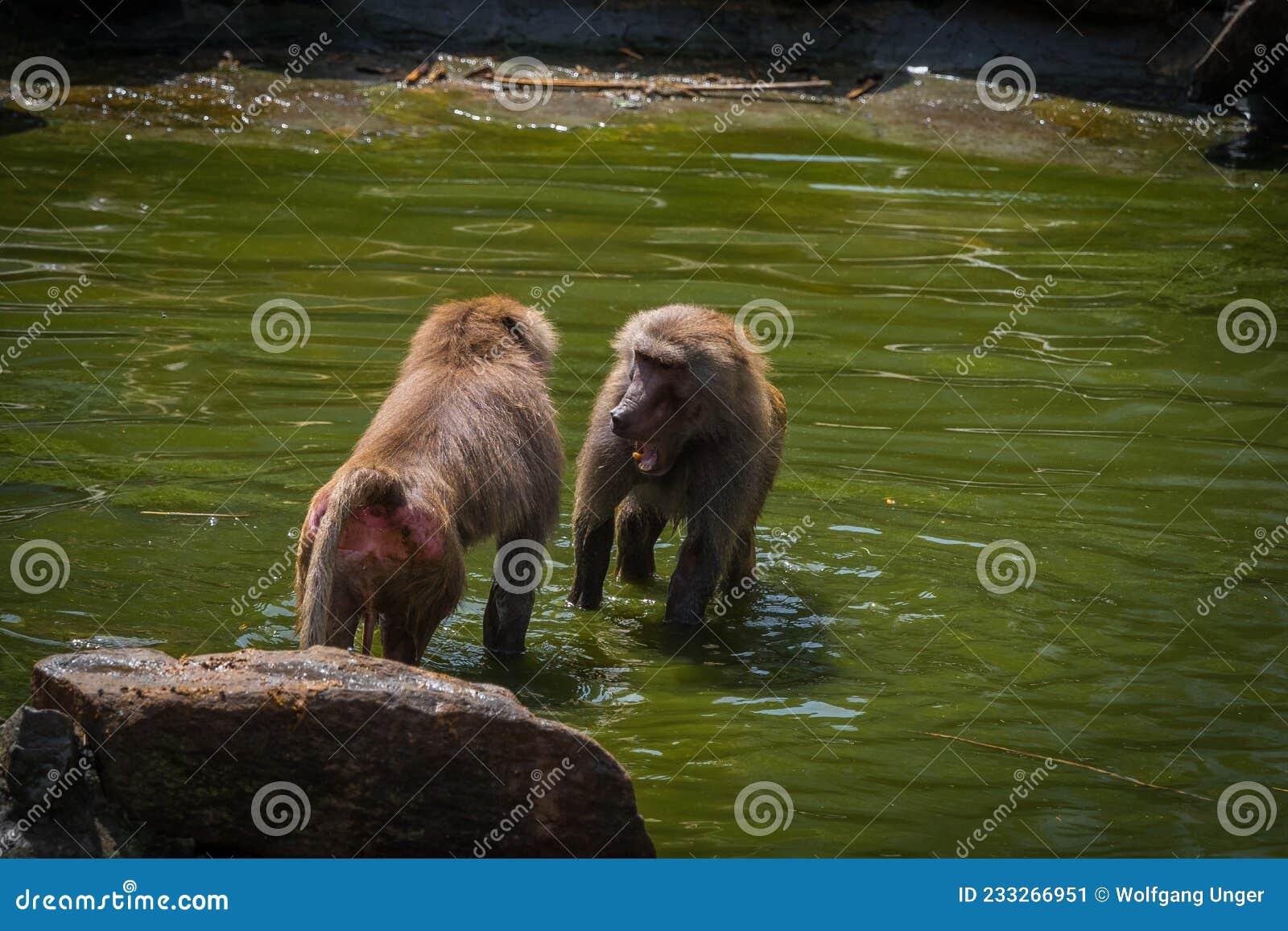 a macaque monkey group in a zoo in neunkirchen, copy space