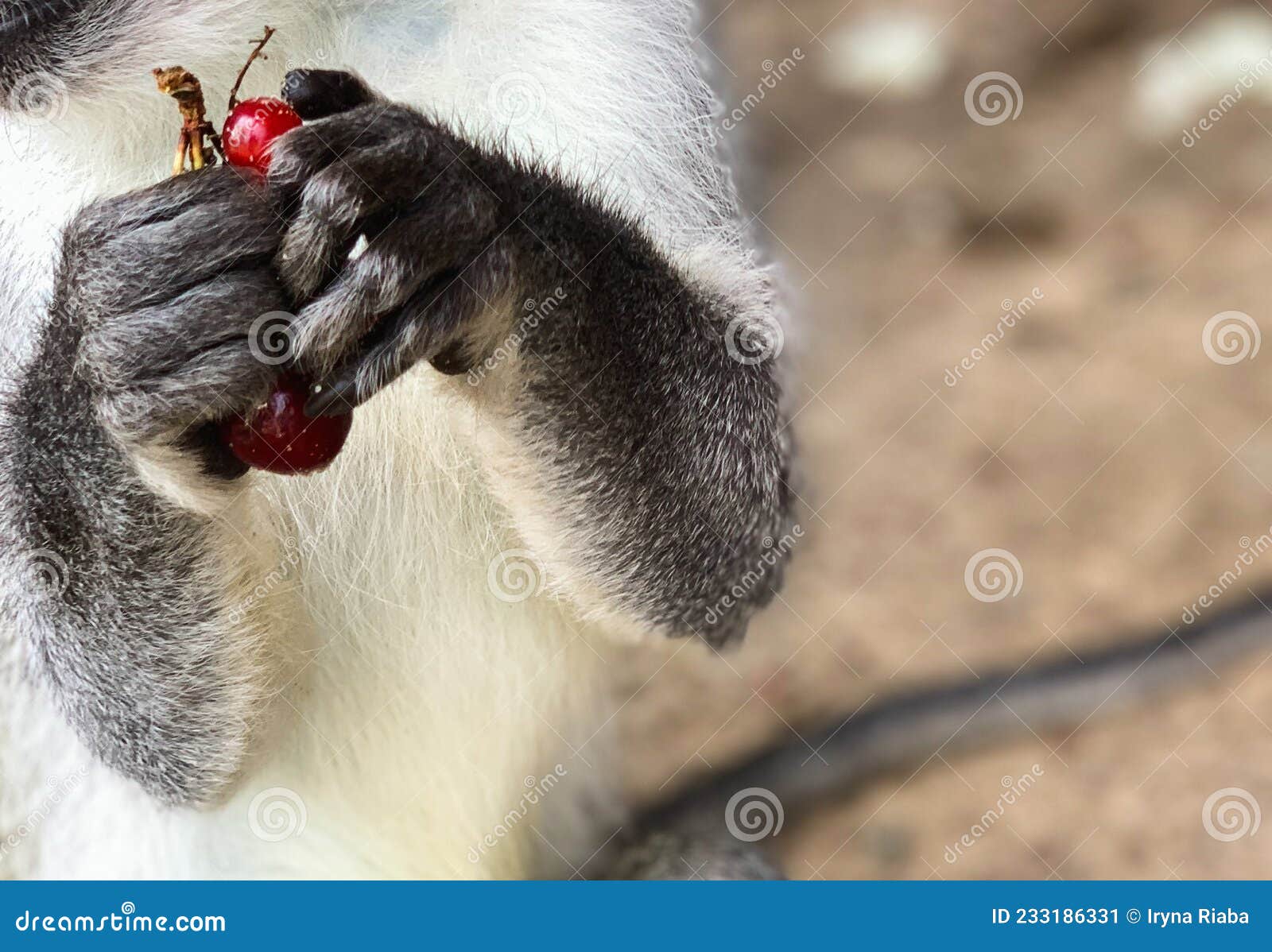 Macaque Monkey Holding a Red Berry in His Hand Stock Image Image of