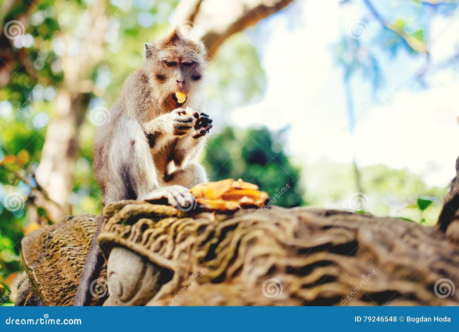 Macaque Monkey, Long Tailed Monkey Eating Bananas. Portrait of Primate