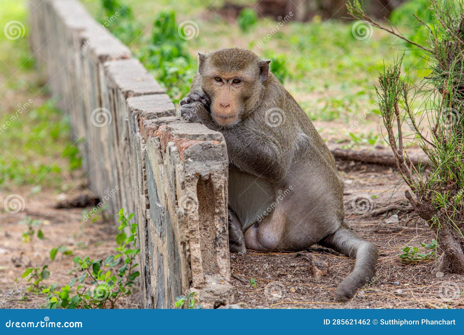 macaque monkey portrait , which name is long tailed, crab-eating or cynomolgus macaque monkey