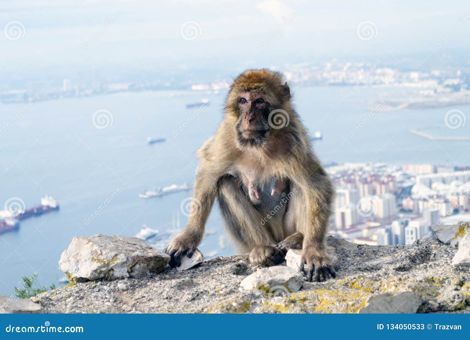 barbary macaque monkey in gibraltar