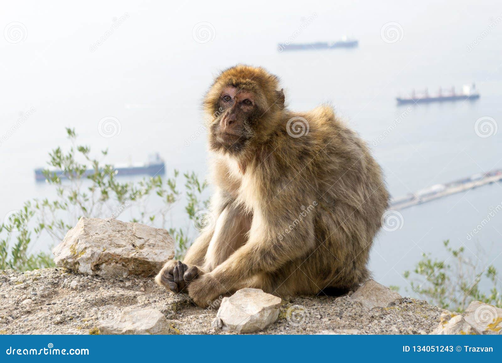 barbary macaque monkey in gibraltar