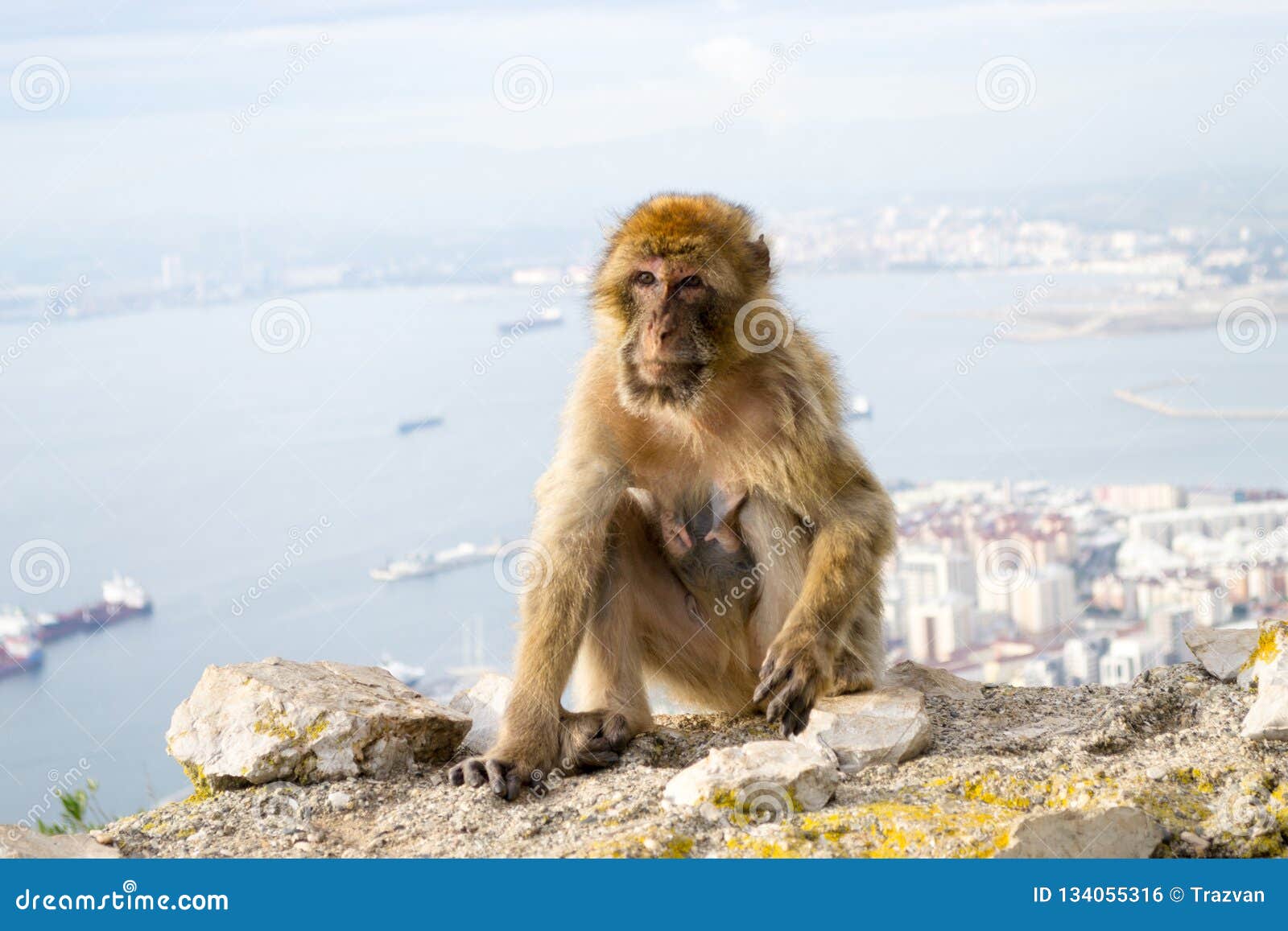 barbary macaque monkey in gibraltar