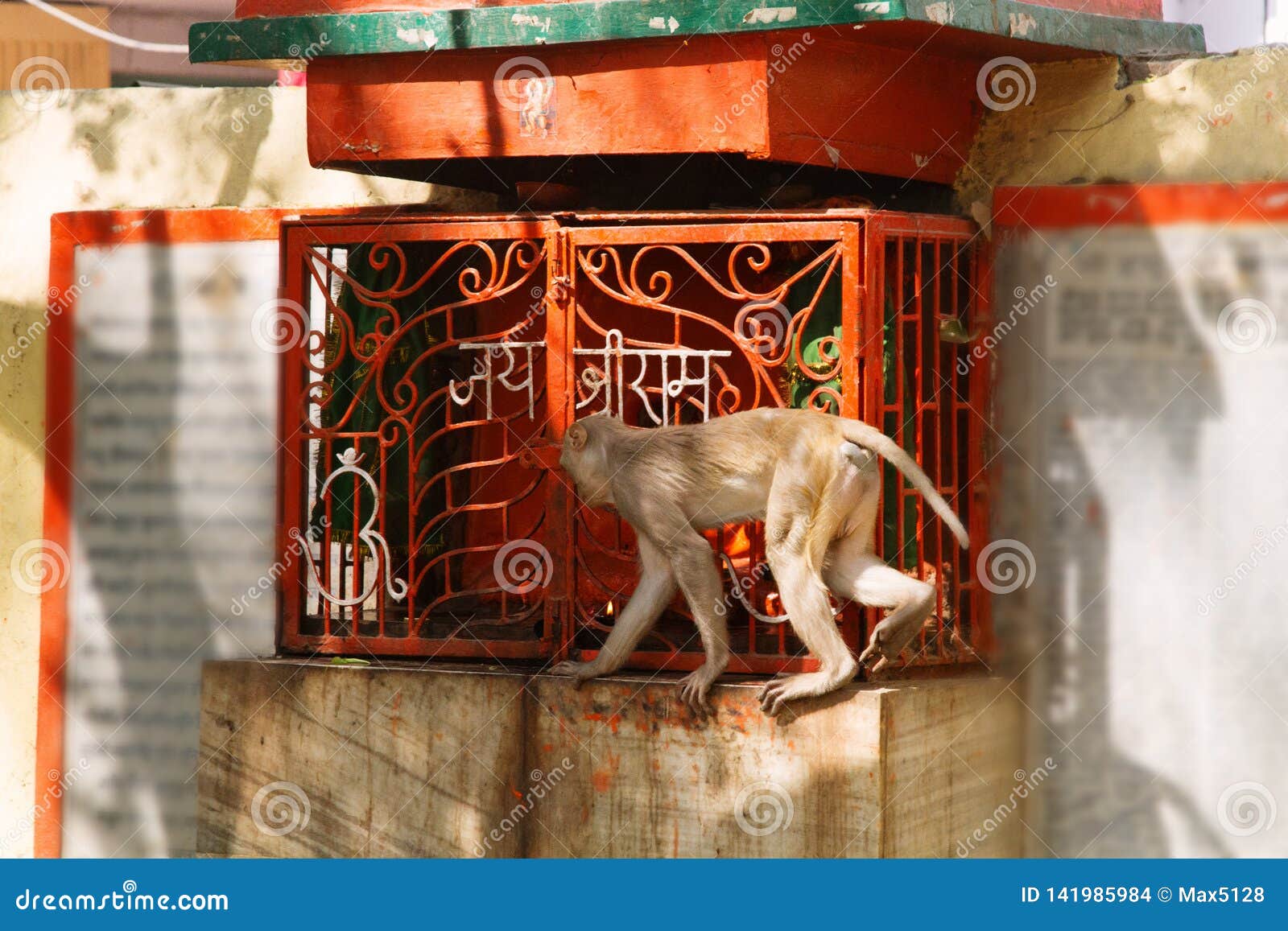 macaque monkey is trying to extract something