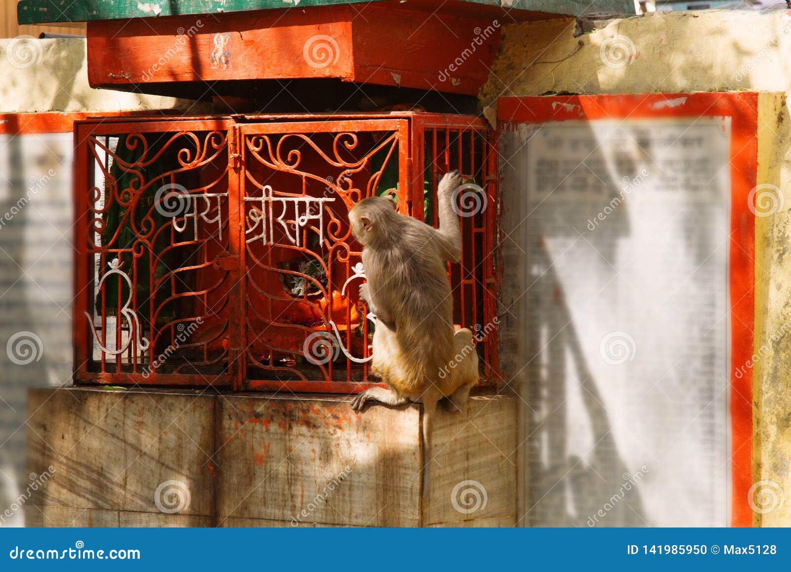 macaque monkey is trying to extract something