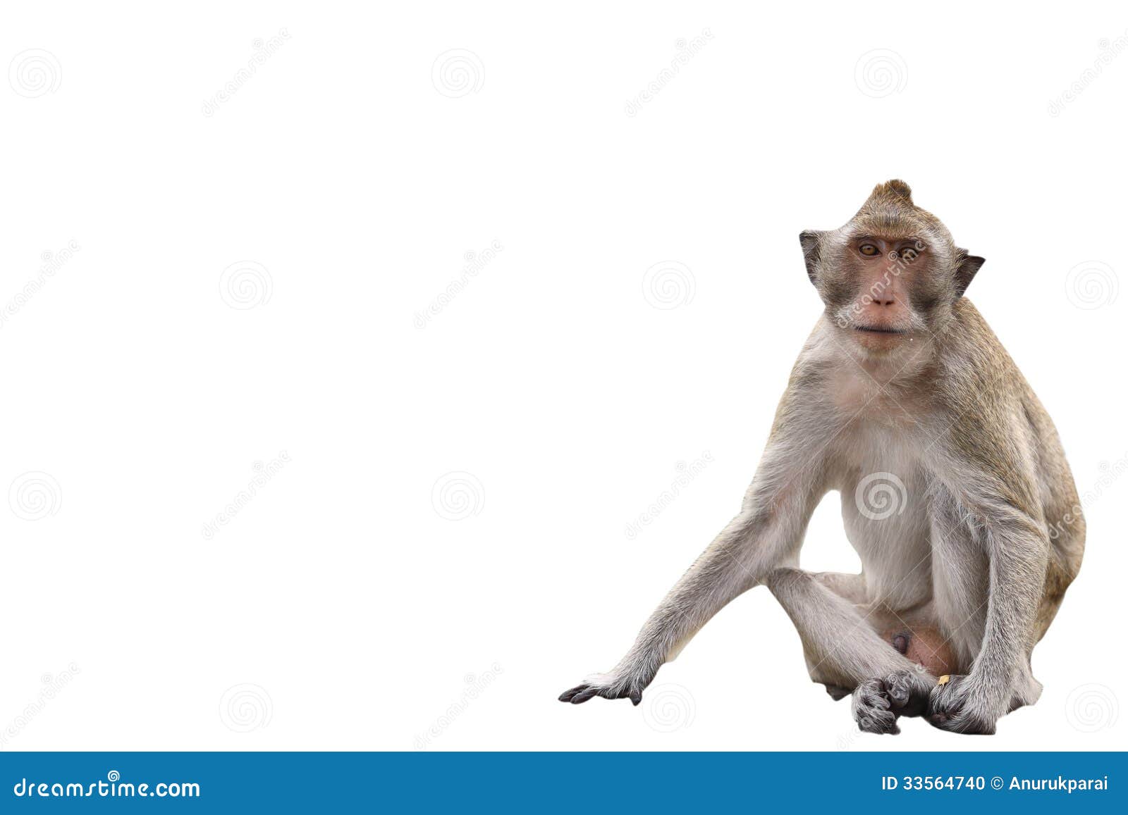 Macaque Monkey on White Background Stock Photo - Image of forest, look:  33564740