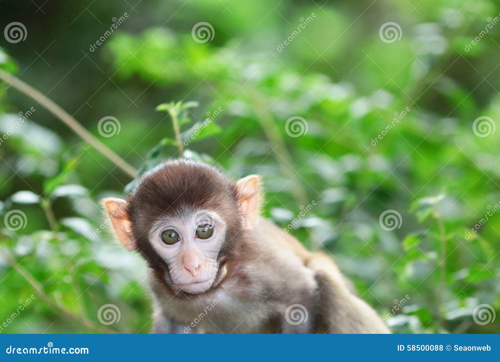 Macaco albino bobo em Hong Kong 749926 Foto de stock no Vecteezy