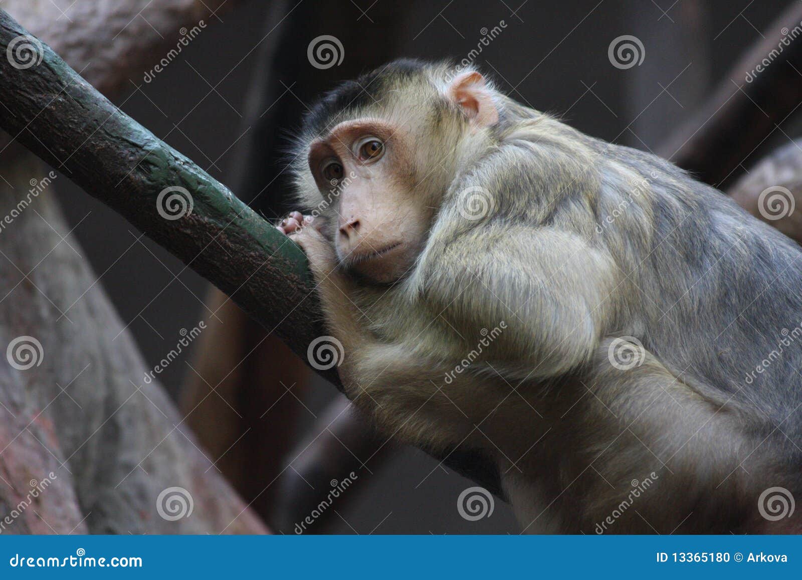 Macaque Porc-suivi méridional dans le zoo, Prague