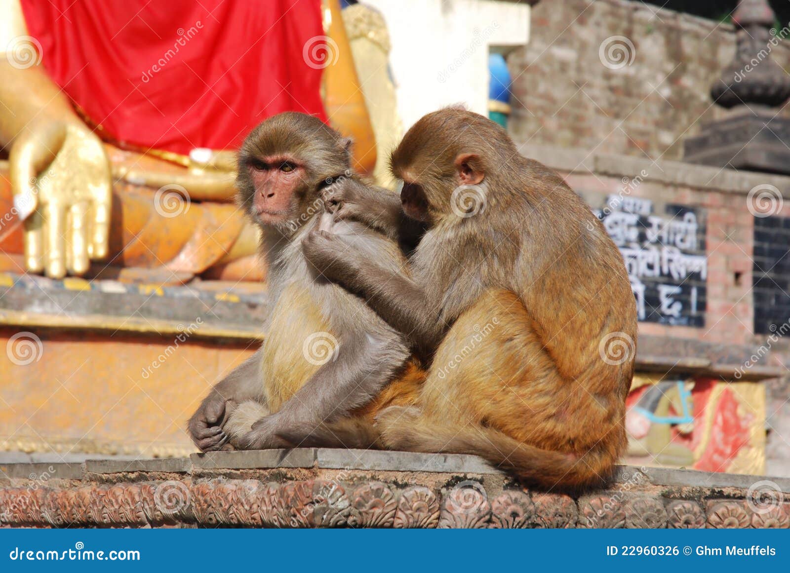 macaques apes - monkey temple - kathmandu - nepal
