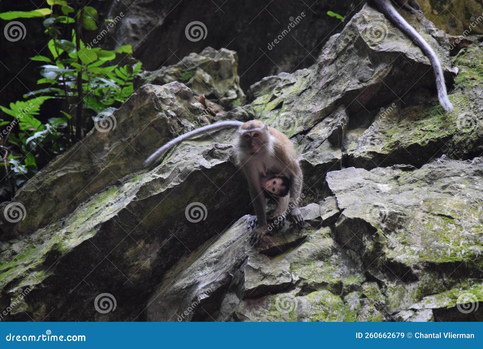 macaque walking around with its young in malaysia
