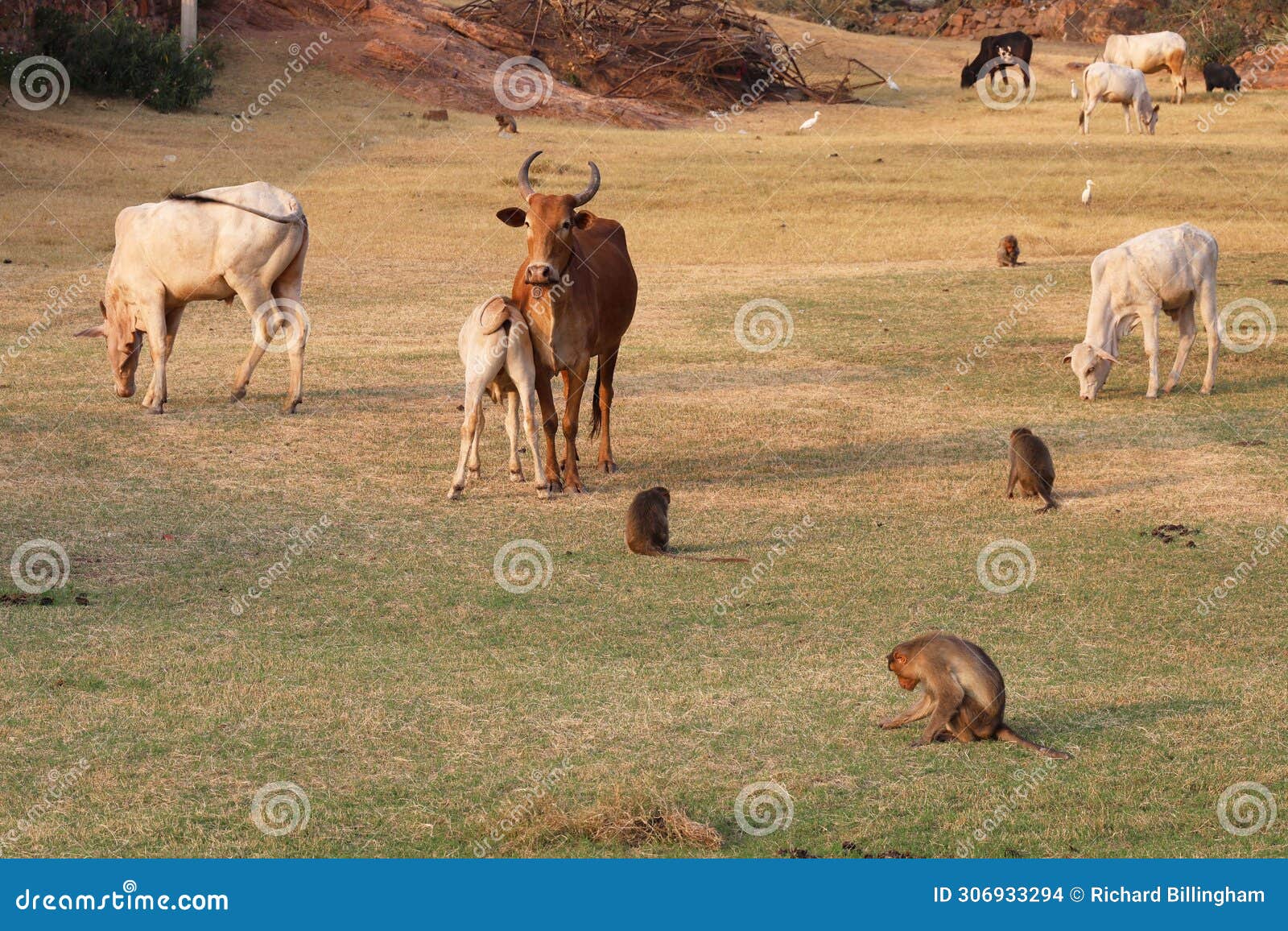 cattle and macaque monkey, badami, bagalkot, karnataka, india