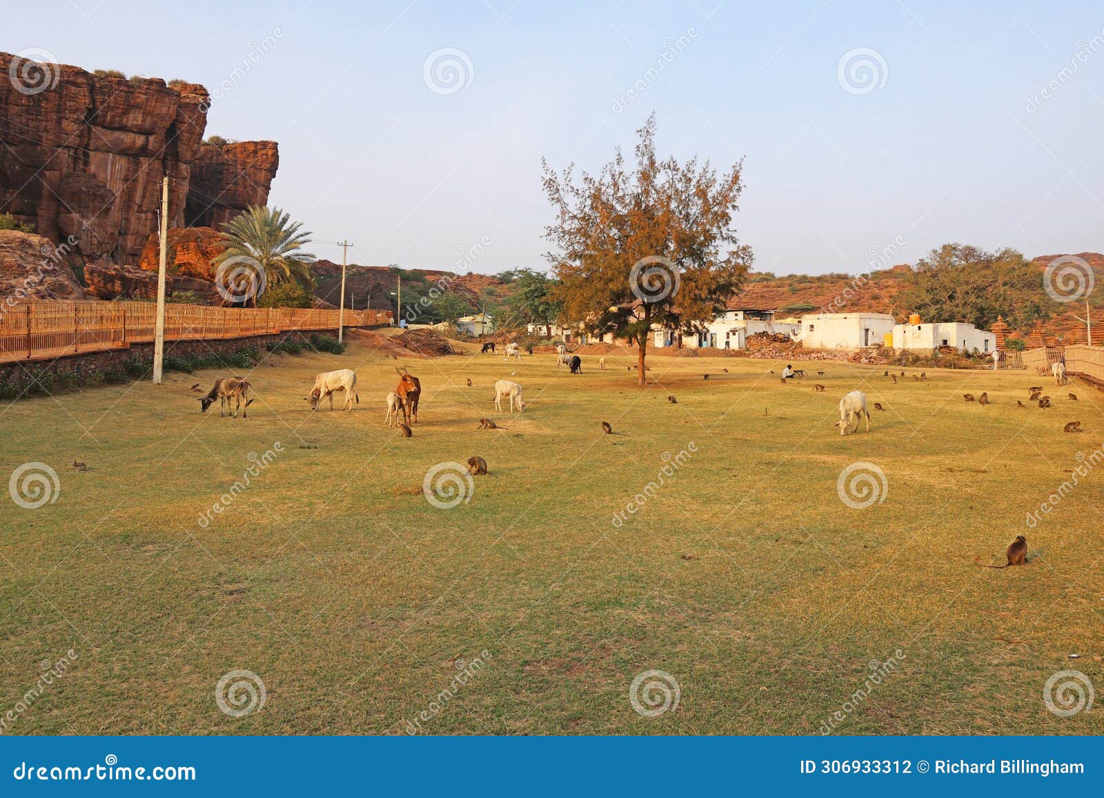 cattle and macaque monkey, badami, bagalkot, karnataka, india
