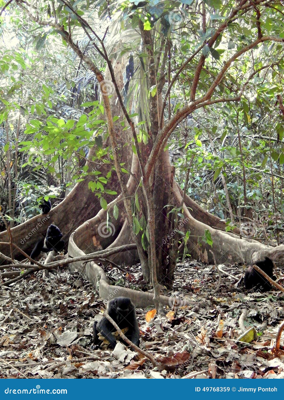 photo stock macaques noirs et racine unique de grand arbre dans la jungle image